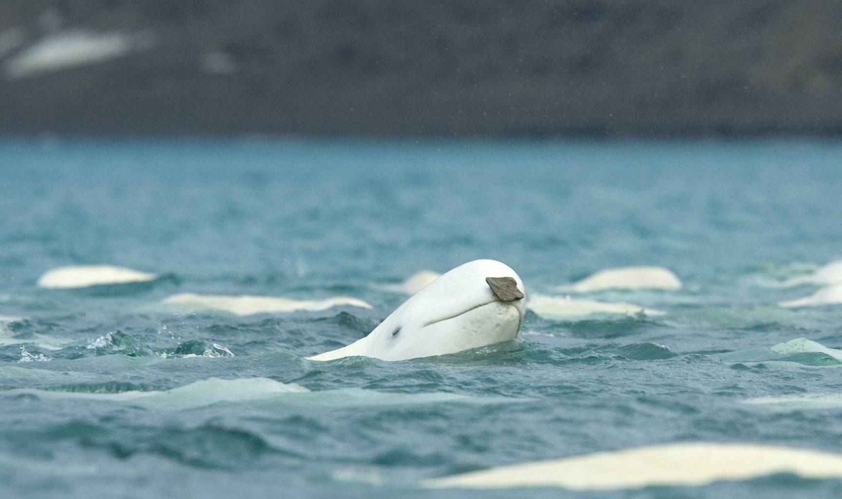 白鲸经常被困在冰里,有可能被北极熊吃掉,数量在逐渐减少_动物_河口