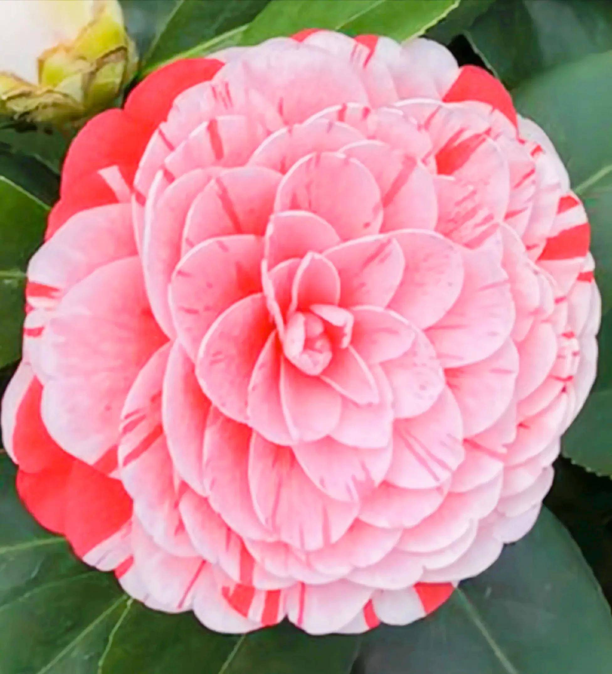 小巧玲珑的紫色茶花!这是滇山茶花!双色山茶花!