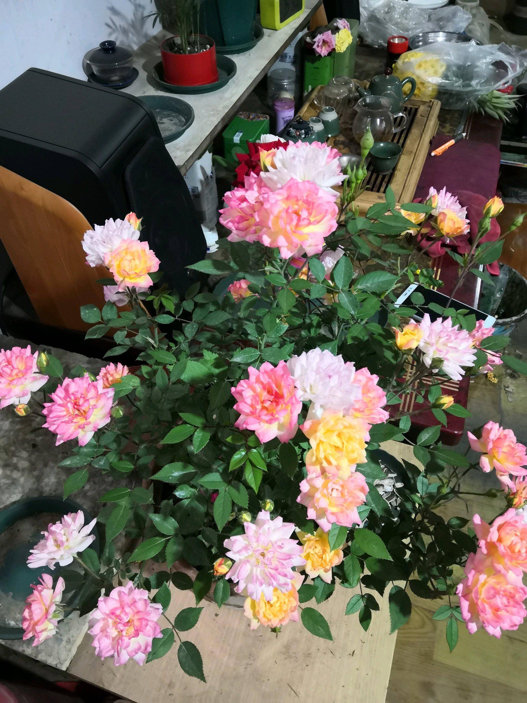 阳台还有位置,可以养盆"小五彩",花朵五颜六色,四季都有花看_花色