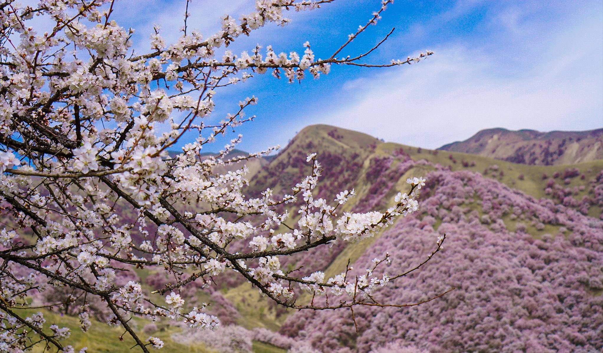 四月自由行新疆伊犁,畅游吐尔根杏花沟,感受野杏花的绚烂和神秘_前往