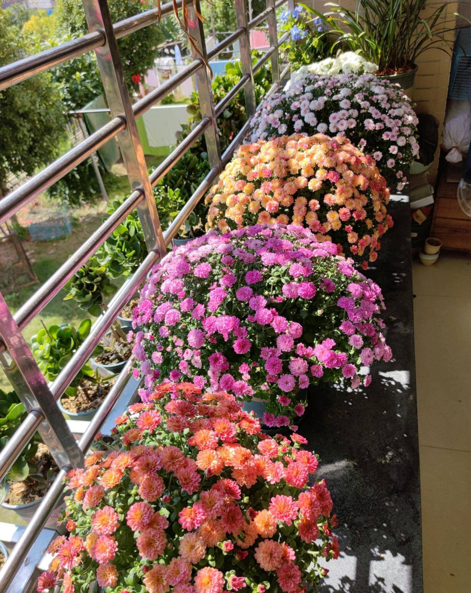 阳台盆栽"新宠儿"—千头菊,美丽壮观,三季有花开,养护也简单_植物