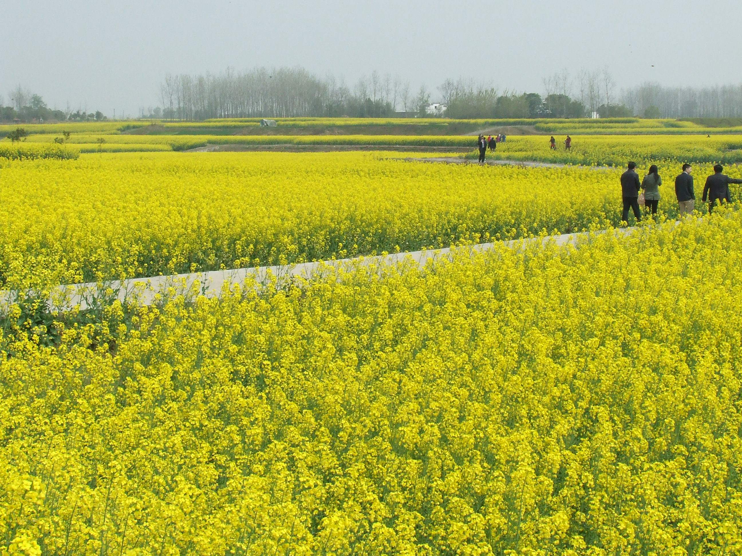湖北荆门旅游节最美油菜花海 吸引八方宾客前来观赏_沙洋县_文化_曾集