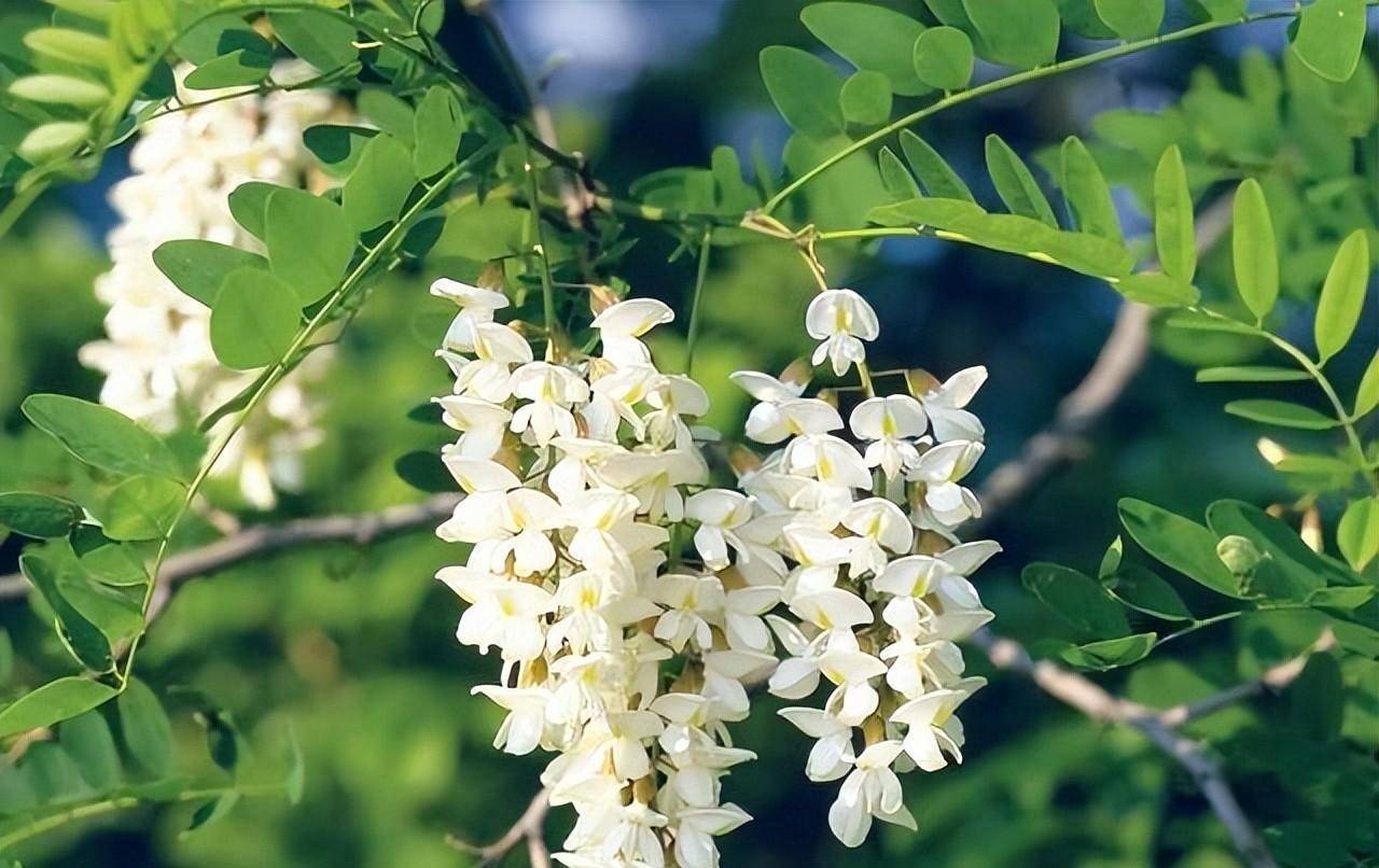 北方正是洋槐花盛开的季节,很多人喜欢吃,你是如何吃洋槐花的?