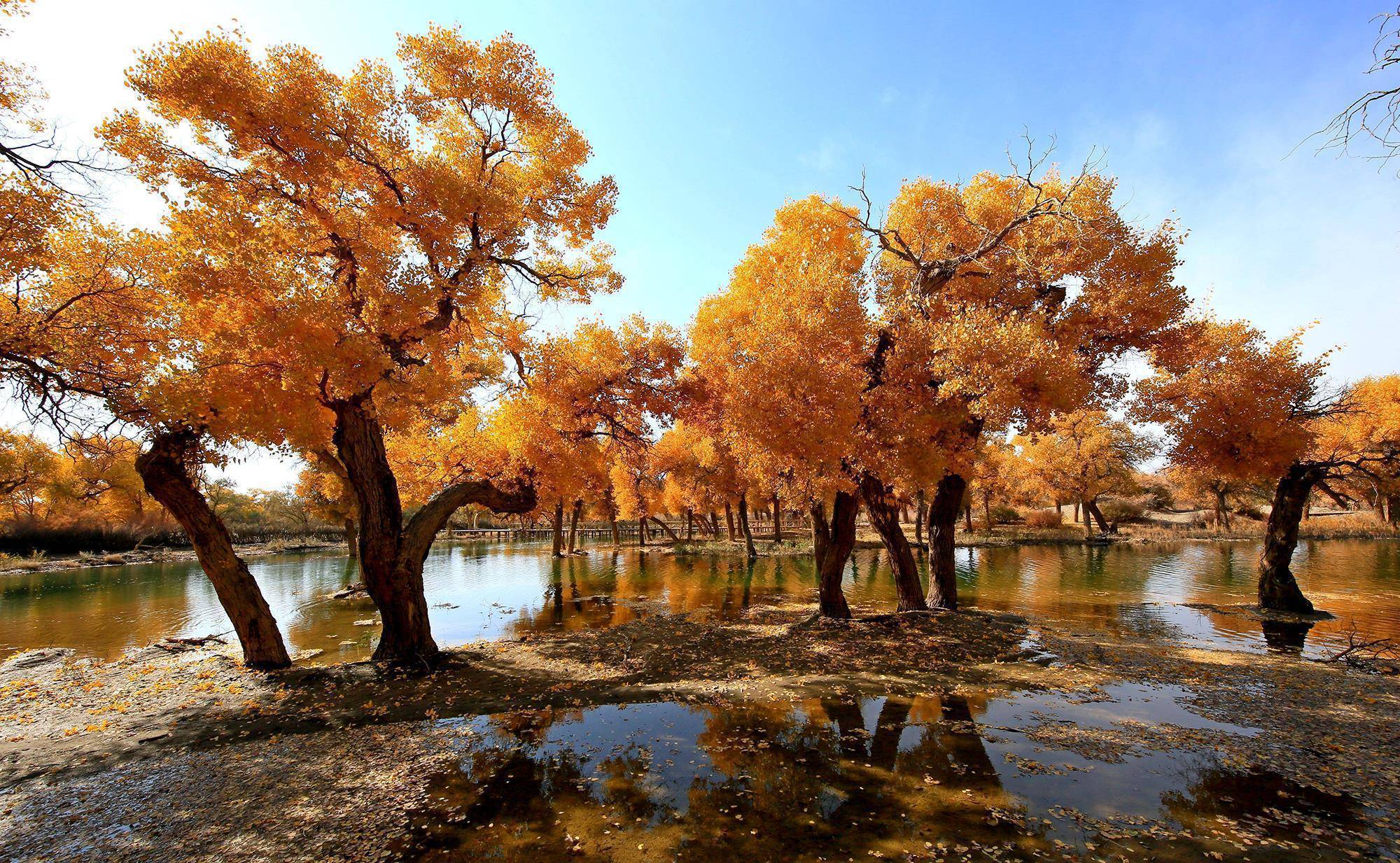 内蒙古额济纳最美的风景在大漠胡杨林,荒漠深处的不老神话_景区_土地