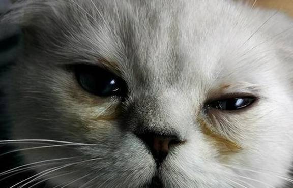 小猫咪眼睛分泌物多眼睛睁不开怎么办_检查_主人_先用