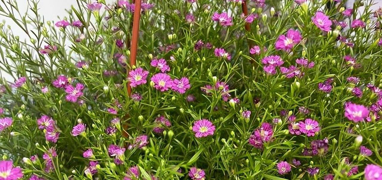 满天星:甘心作陪衬,心灵纯洁得如同单纯少女一样的花朵_石头_圆锥