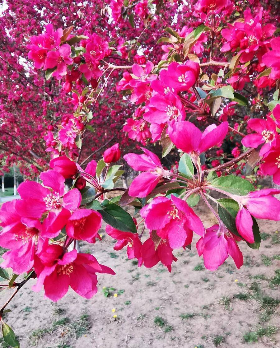 熱烈的紅寶石海棠花,擁有自己生命的繽紛盛景_花朵_果實_紅色