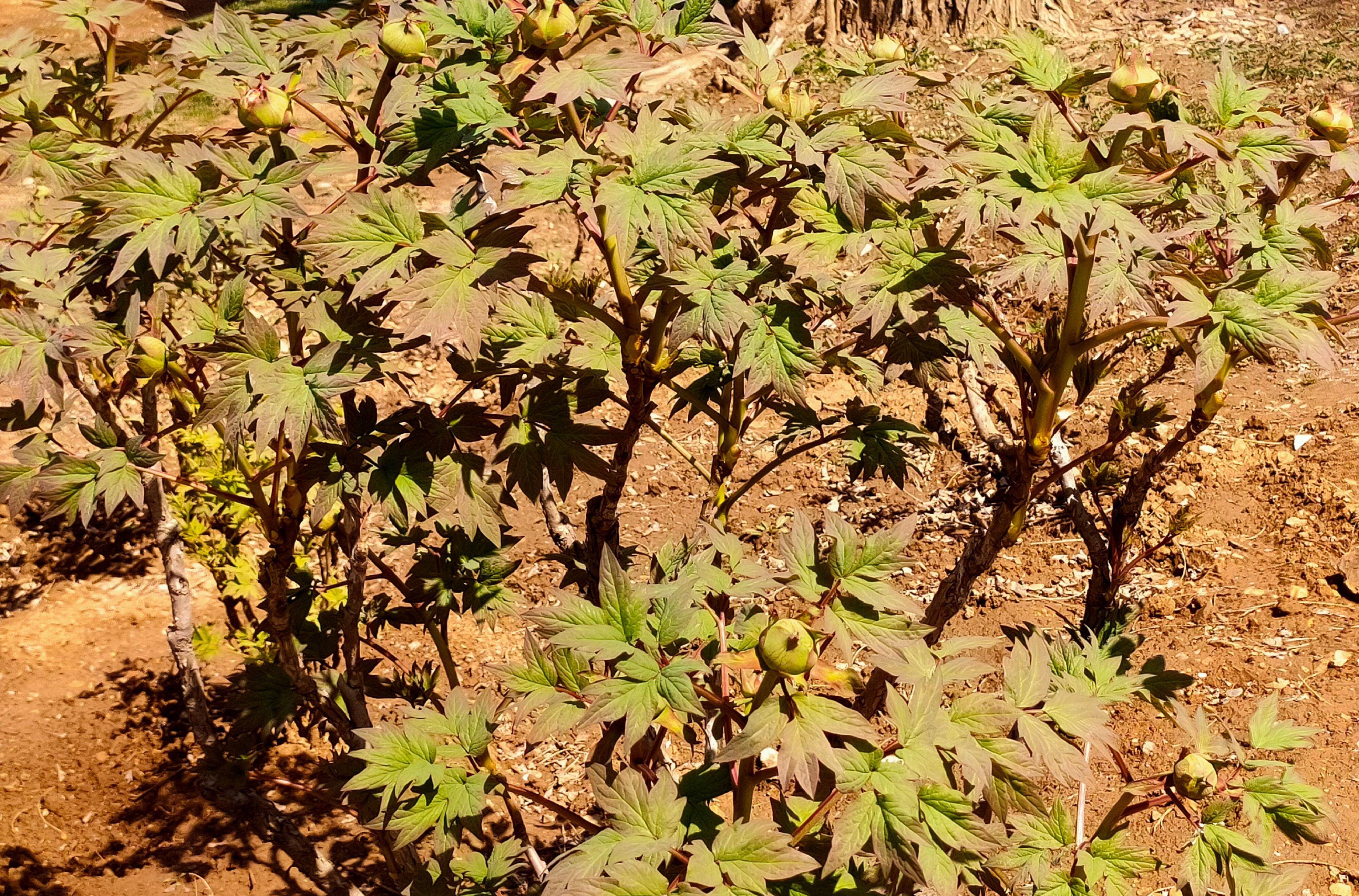 花中之王是什么花（花有哪些颜色） 第4张