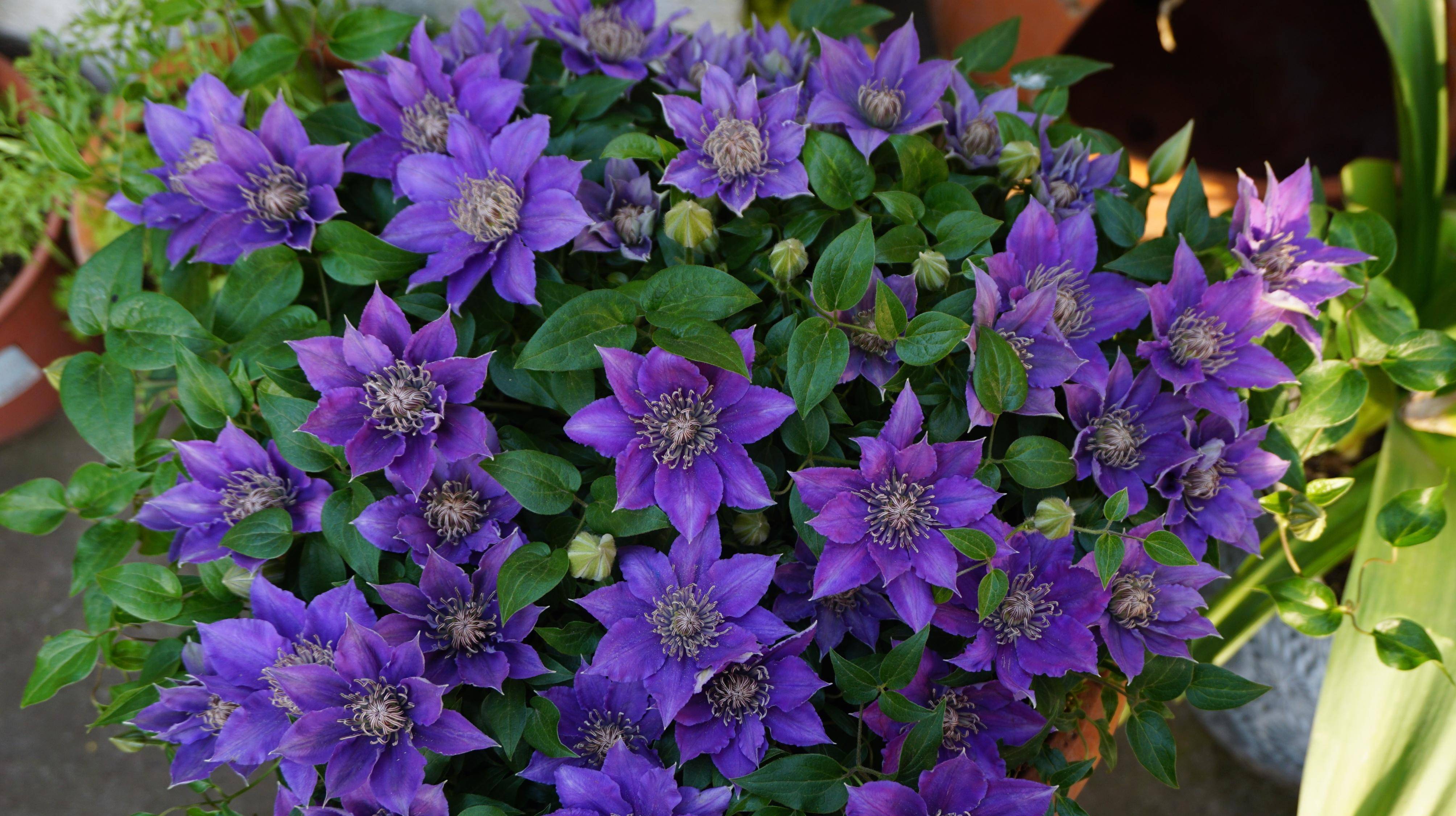 阳台养铁线莲,就选"啤酒",植株低矮,丰花勤花,新手也能养_品种_种植