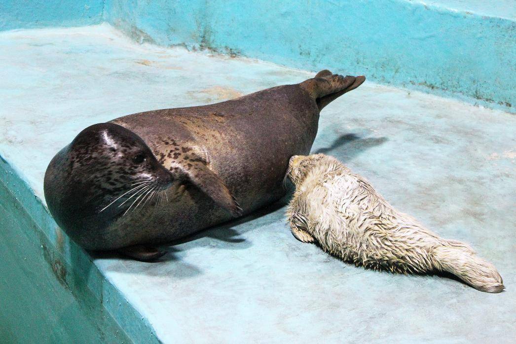 "豹"喜了!沈阳首个白色海豹宝宝降生啦!_妈妈_动物_繁育