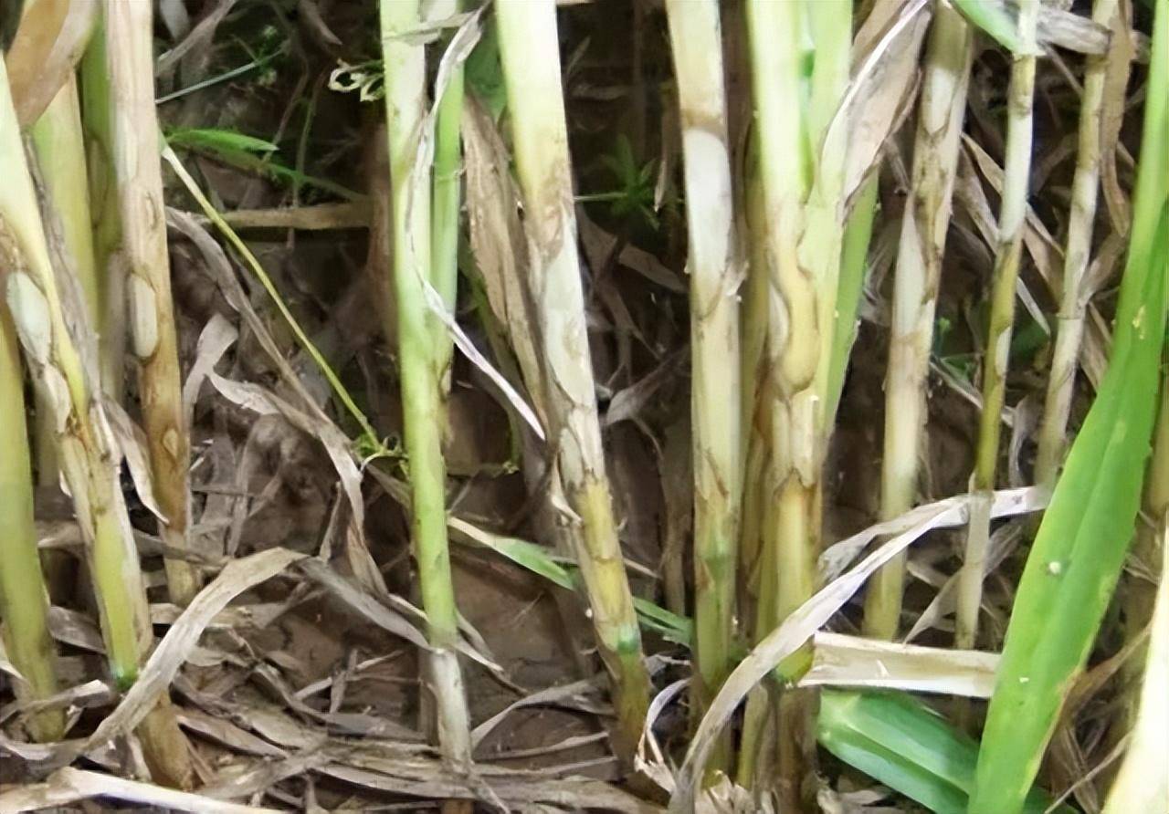 小麦返青拔节期早防纹枯病