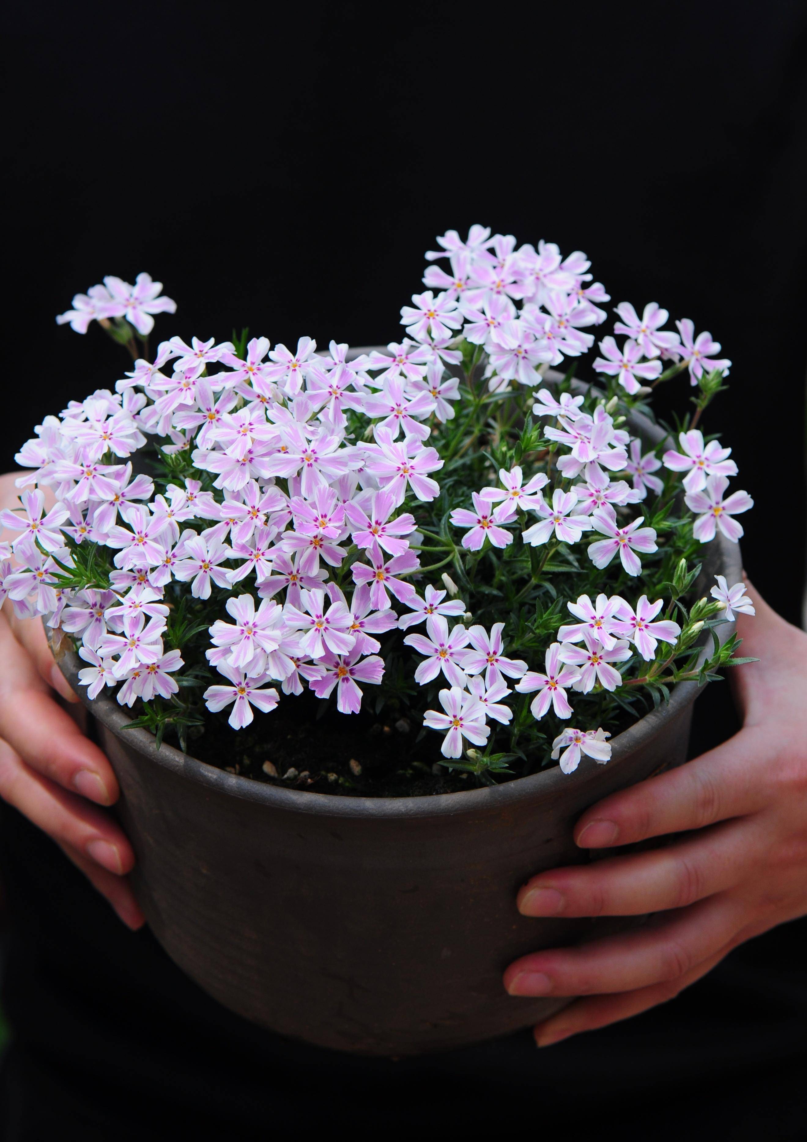 耐寒花卉—芝樱,东北露养能过冬,花期长,花量大,可做地被植物_盆栽