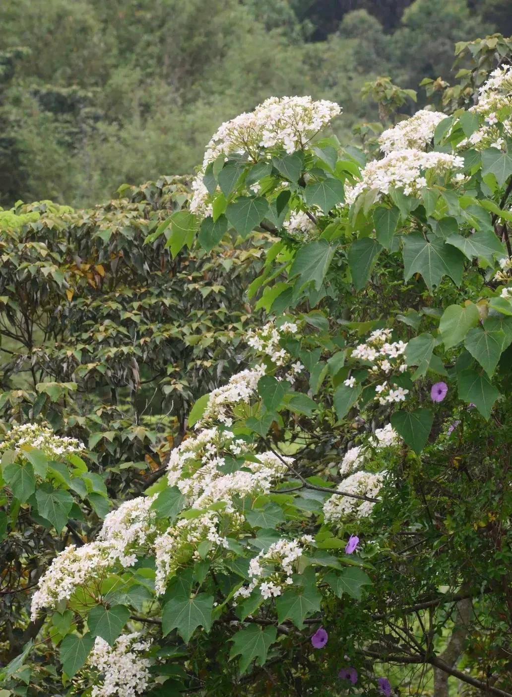 如雪的油桐花盛开的季节,油桐花的花语_解毒_白花_桐油