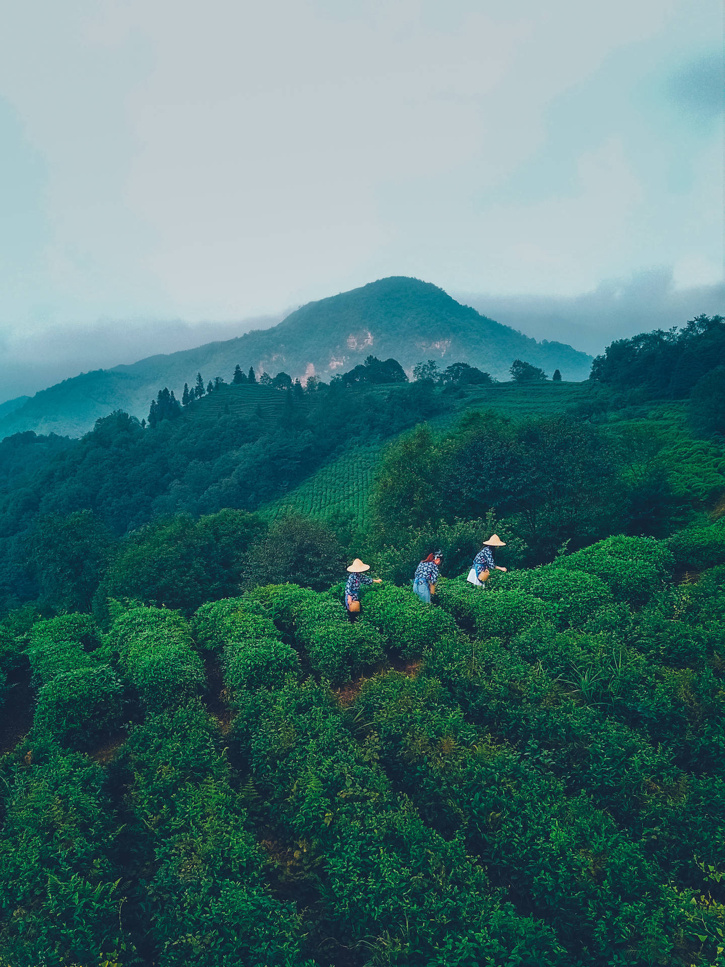 周末来一次雅安蒙顶吧,享受一次春日的茶花盛开_蒙山_千年_白居易