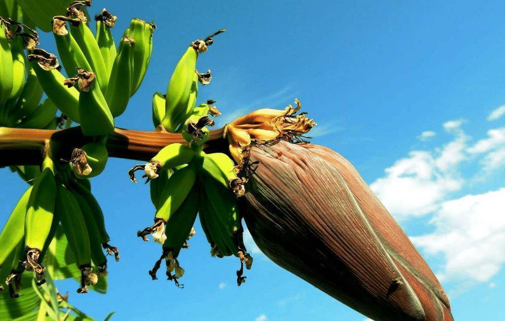 芭蕉树（芭蕉树怎么除去不再长） 第2张