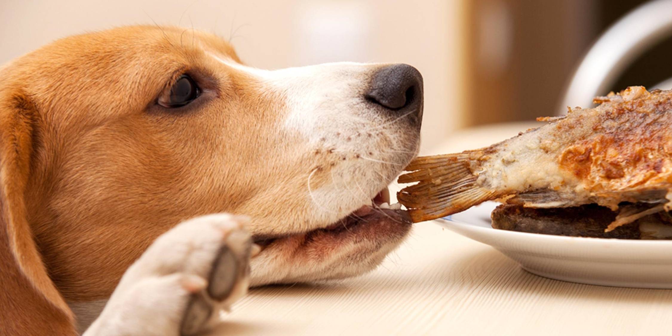 吃剩饭的狗和吃狗粮的狗有什么区别?_狗狗_食物_人类