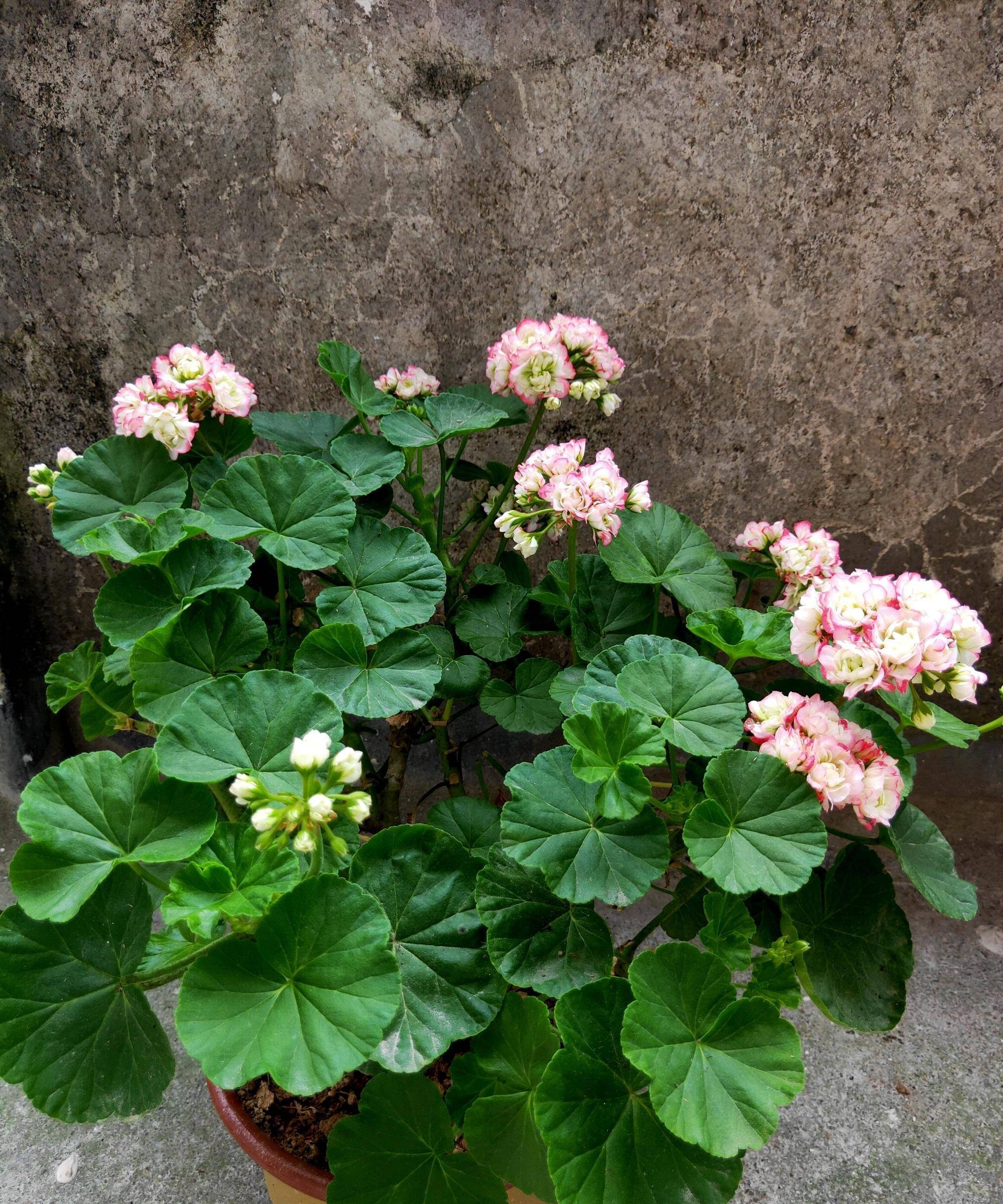 阳台养天竺葵,就选"日碗",美如玫瑰,多季花开,养护也简单_品种_开花