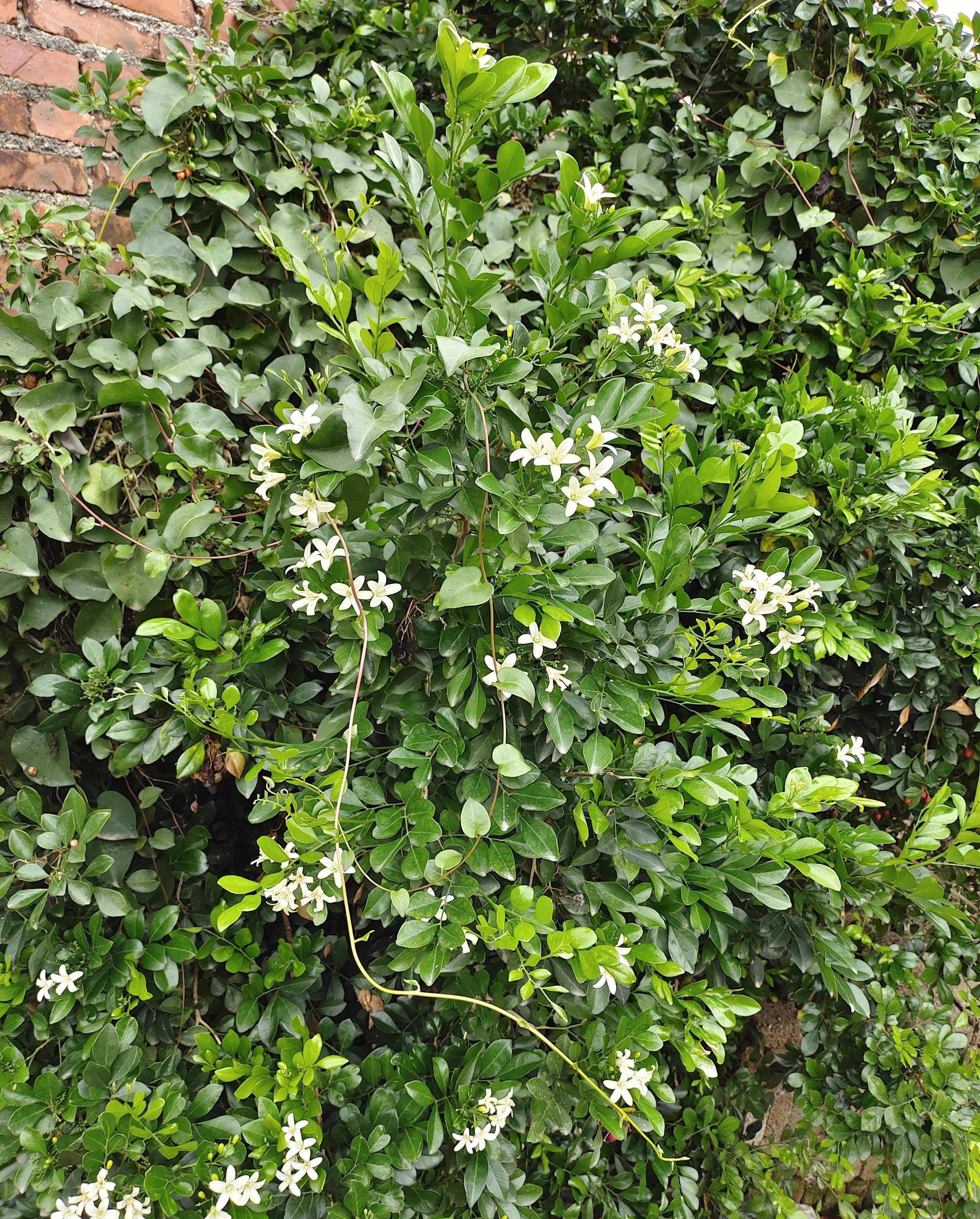 6月开什么花（6月开什么花最旺） 第4张