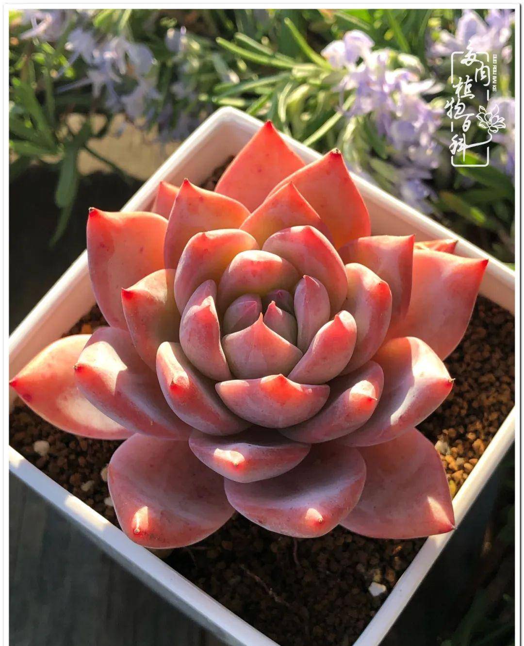 黄金万年草赫拉虹之玉罗宾朱砂痣白月影凝脂莲白月影白月影朱砂痣