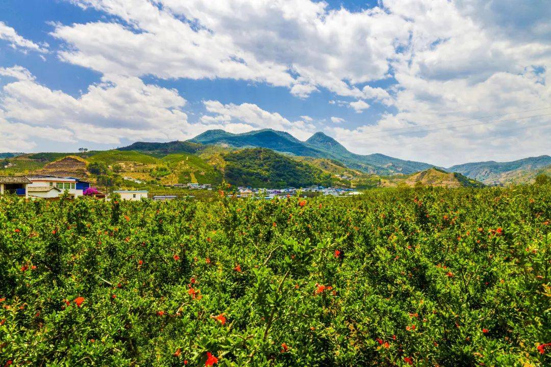 在大田镇榴园村,万亩石榴已冒芽吐绿,枝头悄然开出了小红花,登高远望