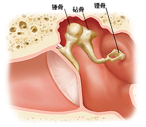 耳朵里藏着人体中最小的三块骨头_听骨_听力_鼓膜