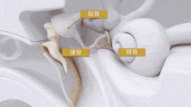 你知道吗?耳朵里藏着人体中最小的三块骨头_听骨_听力_鼓膜