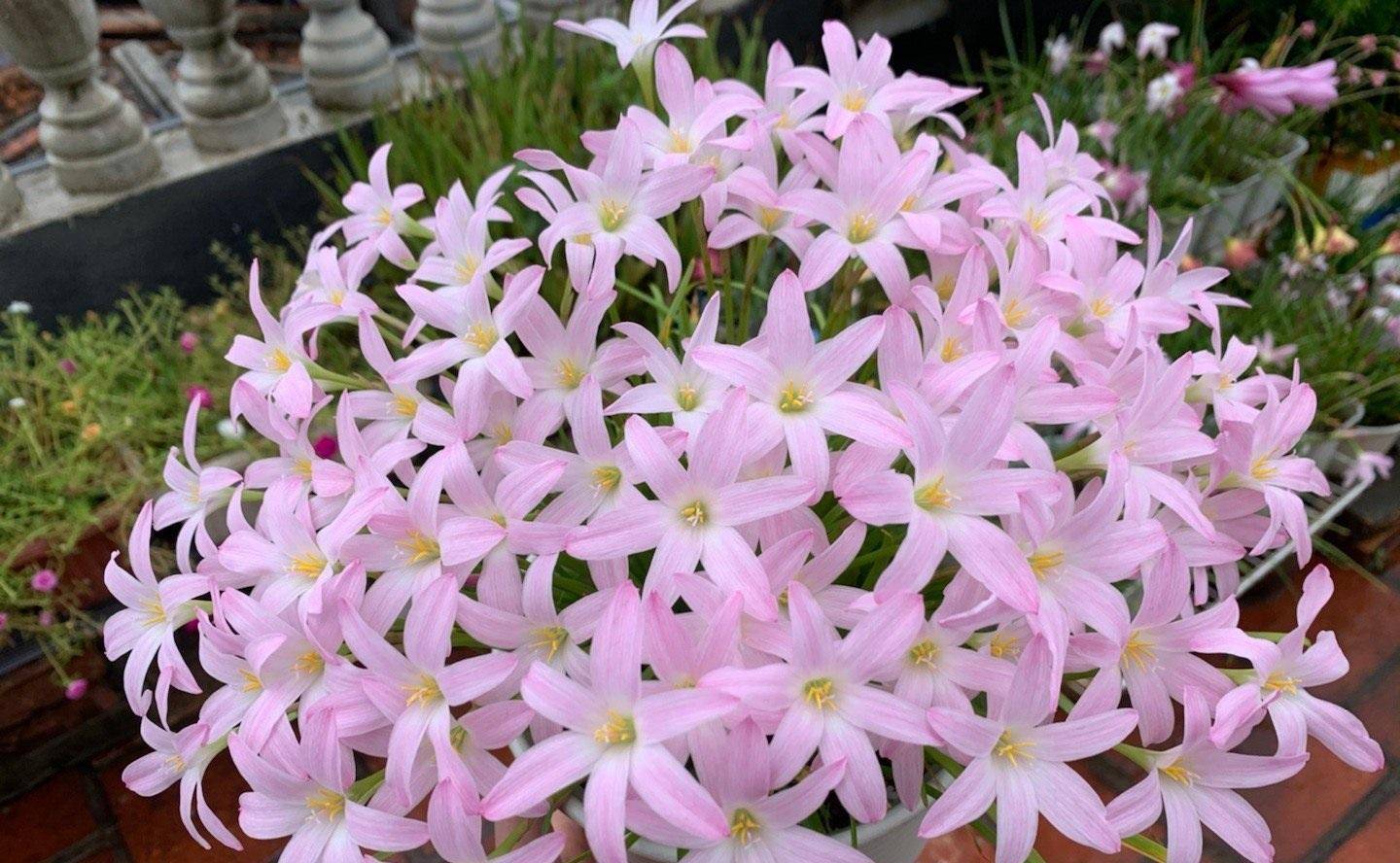 适合夏天养的花—风雨兰"初恋",颜值高,易栽培,开花也勤奋_种植_地方