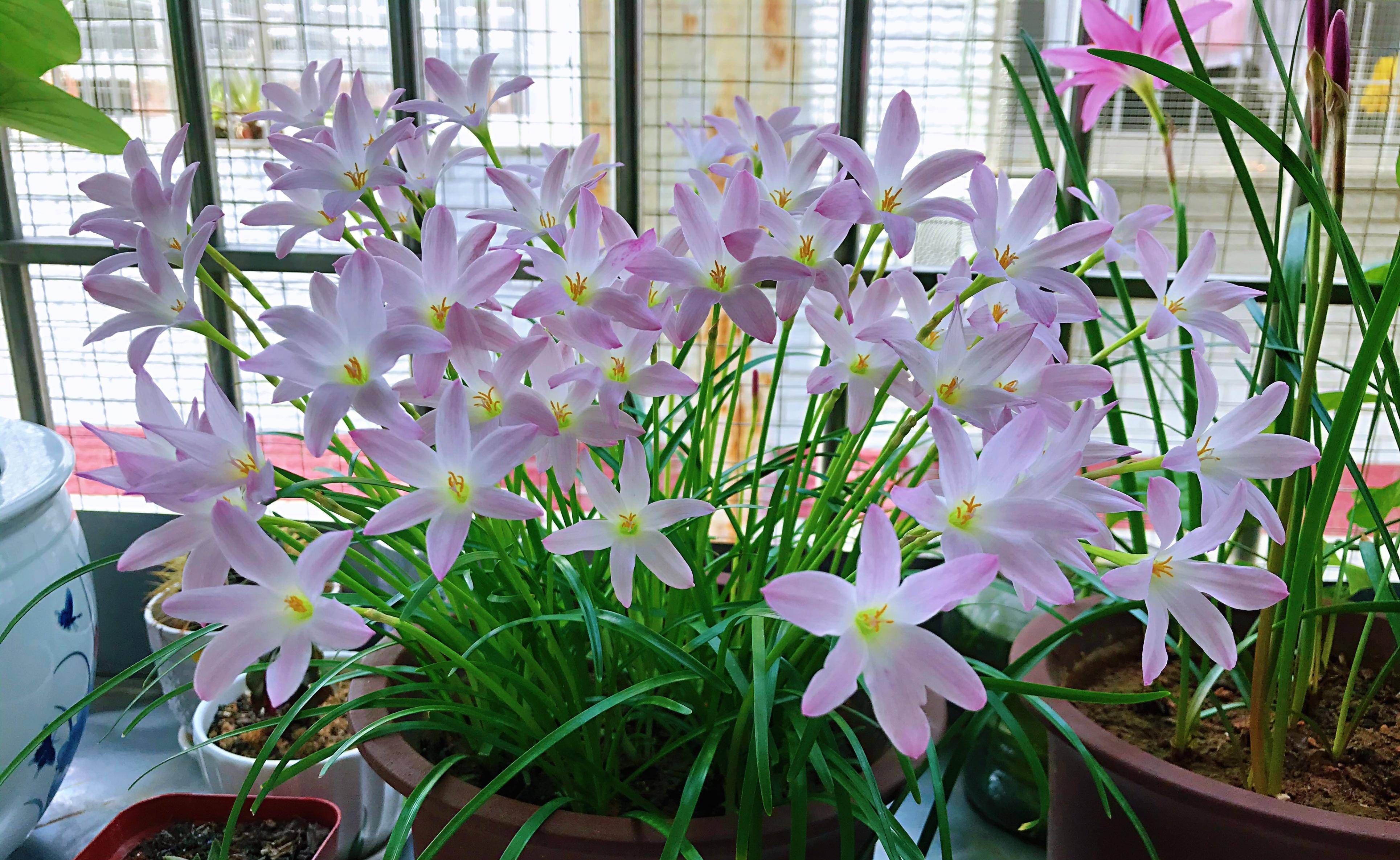 适合夏天养的花—风雨兰"初恋",颜值高,易栽培,开花也勤奋_种植_地方