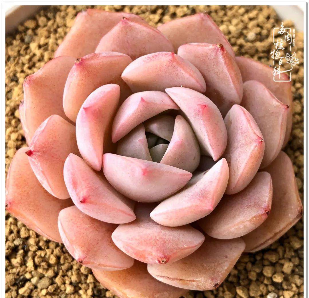 黄金万年草赫拉虹之玉罗宾朱砂痣白月影凝脂莲白月影白月影朱砂痣