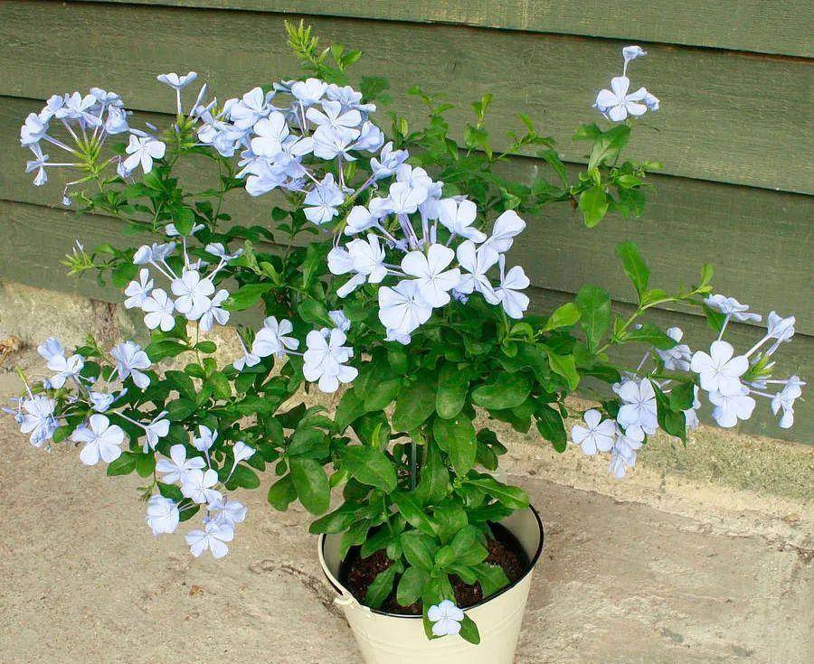 蓝雪花的正式名叫"蓝花丹",这是夏季必不可少的一种半爬藤的植物,它