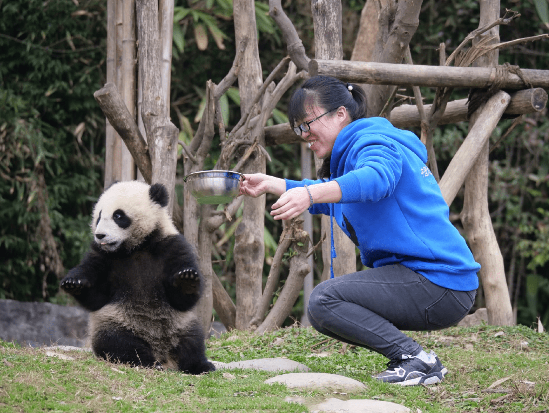 大熊猫饲养员招聘,收百份简历录取却为零,这专业对口要求可不低