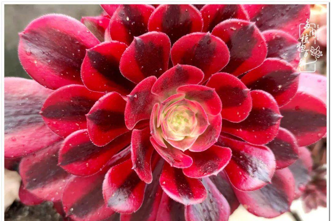 人间有你便是值得_玫瑰_米兰达_嘉年华