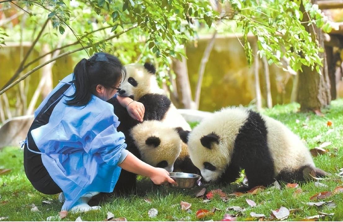 乐优聘:"大熊猫饲养员"成理想职业,一个职位数百人投递_要求_竹子