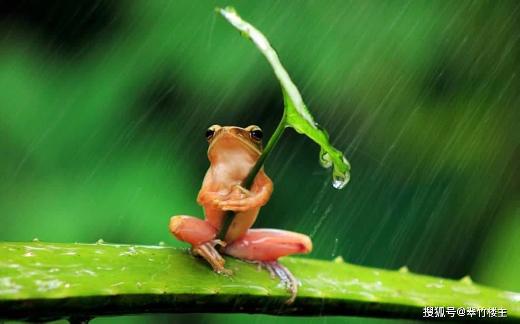 翠竹楼主原创诗第1219首:七绝—祈雨_底朝天_及时雨_天干