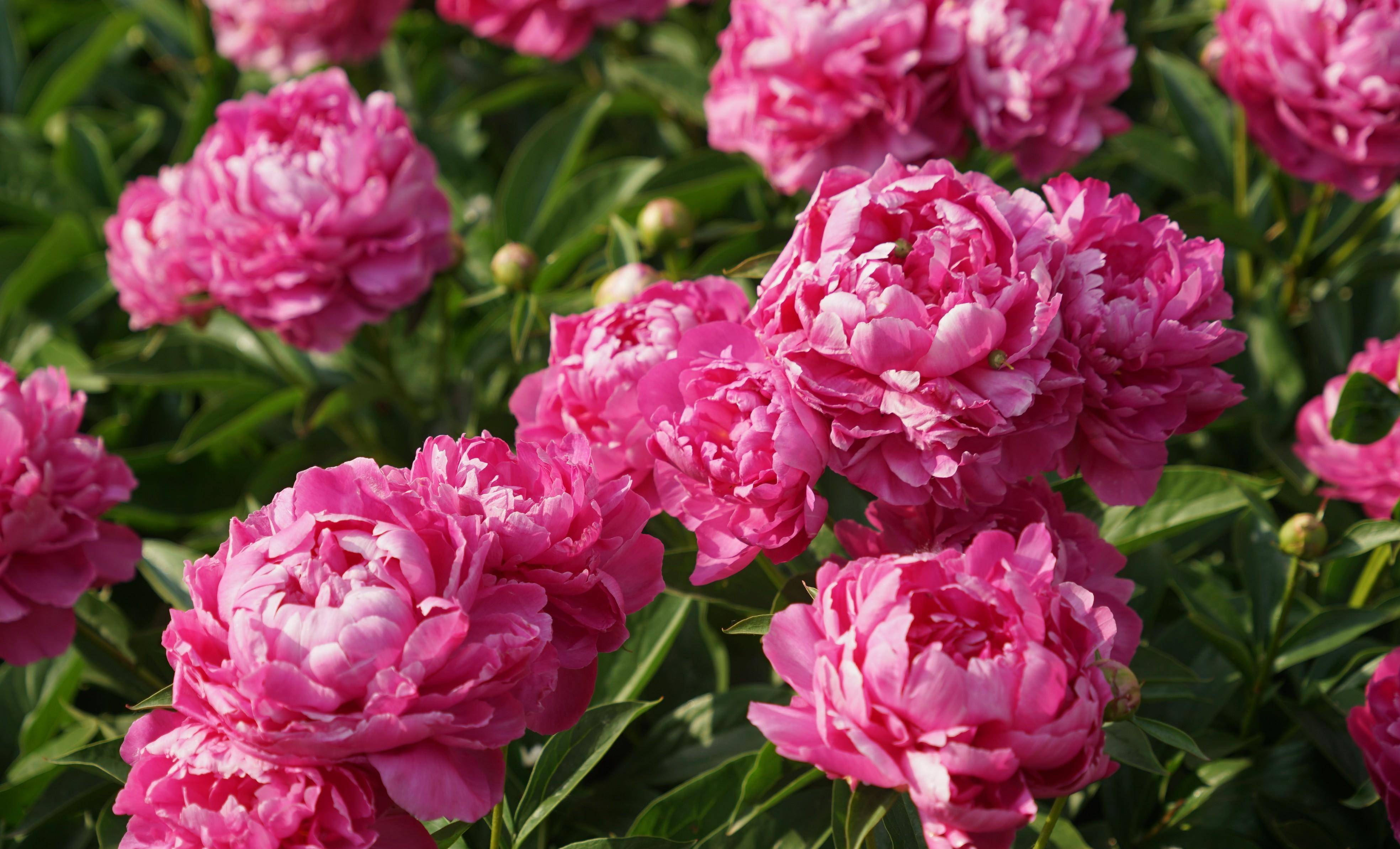 退休自驾晋豫行之十三- 第一回晓得洛阳牡丹甲天下_品种_姚黄_植物园