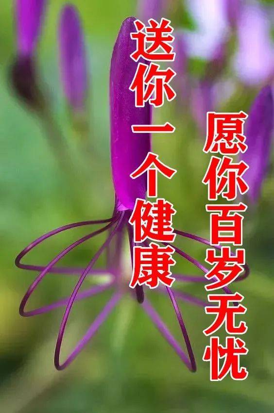 8张最新特别漂亮早上好图片鲜花带字带祝福语