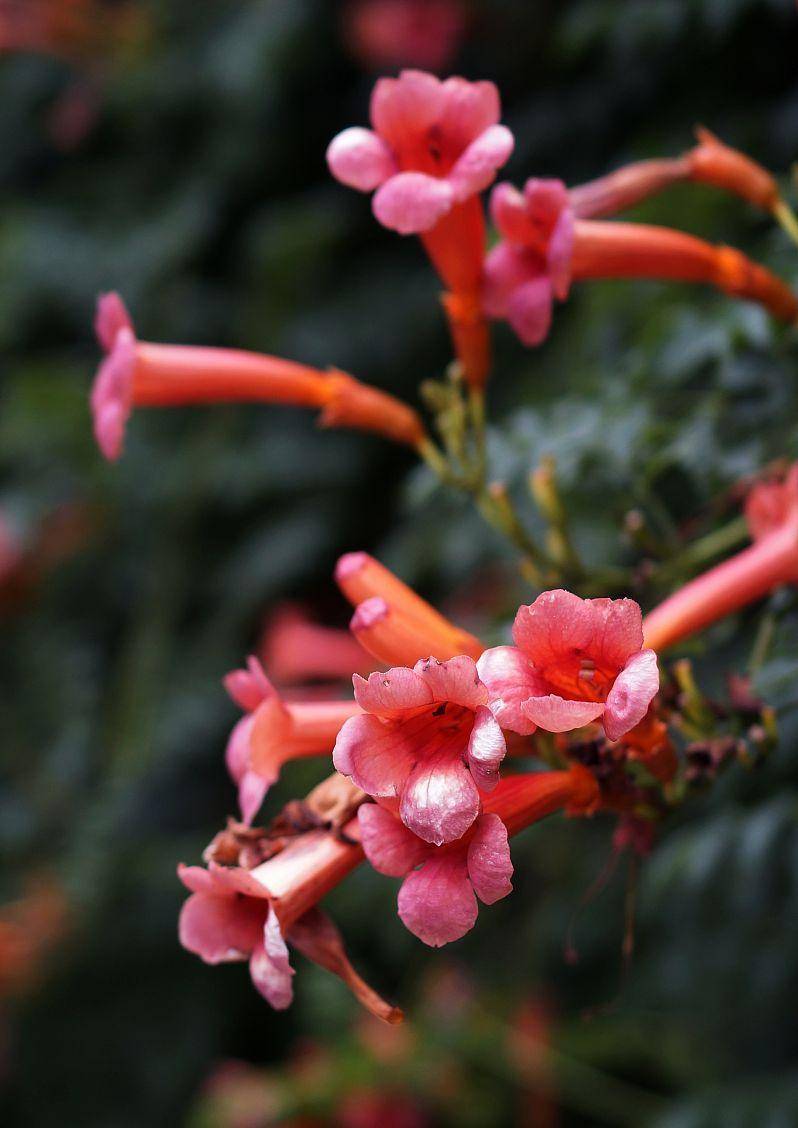 凌霄花是"宝"还是"草"?