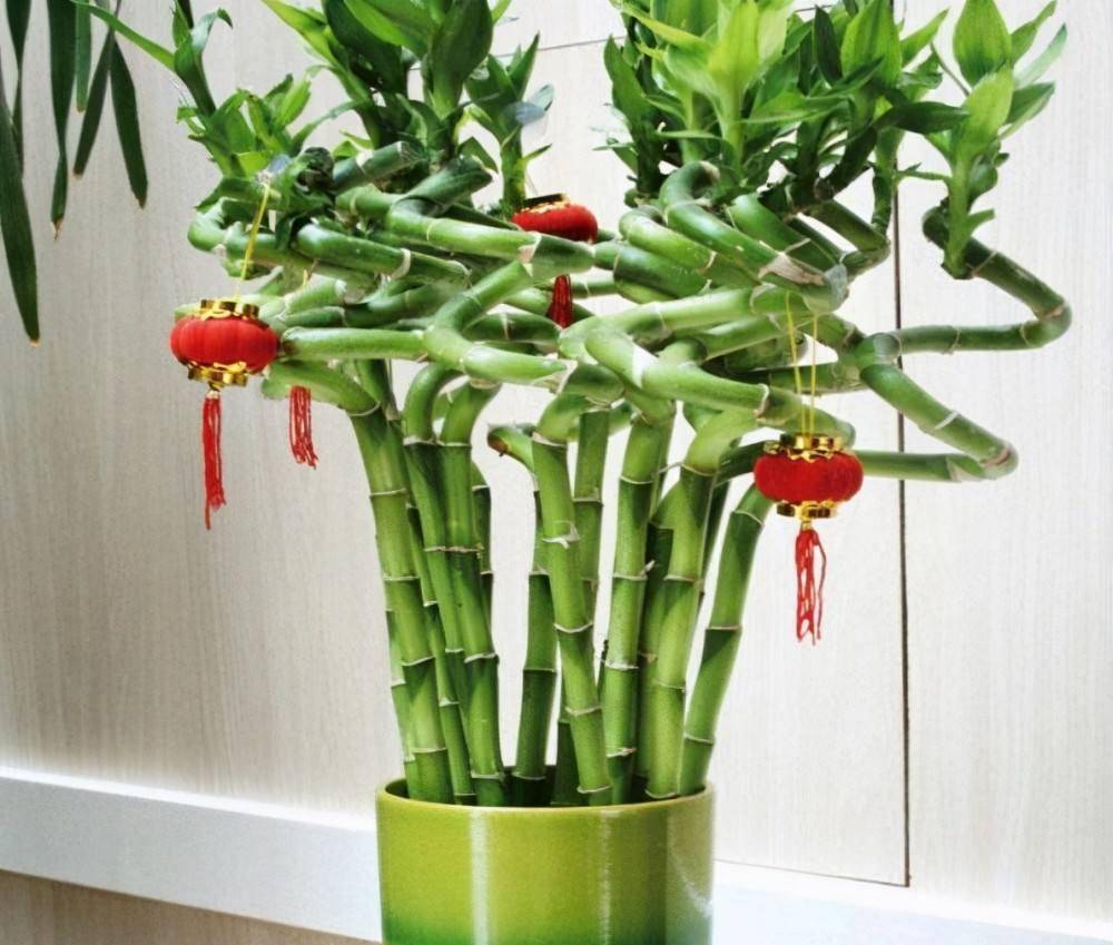 这几种花被称为家里财神爷,别再轻易送人,养在家里镇宅又旺财_植物