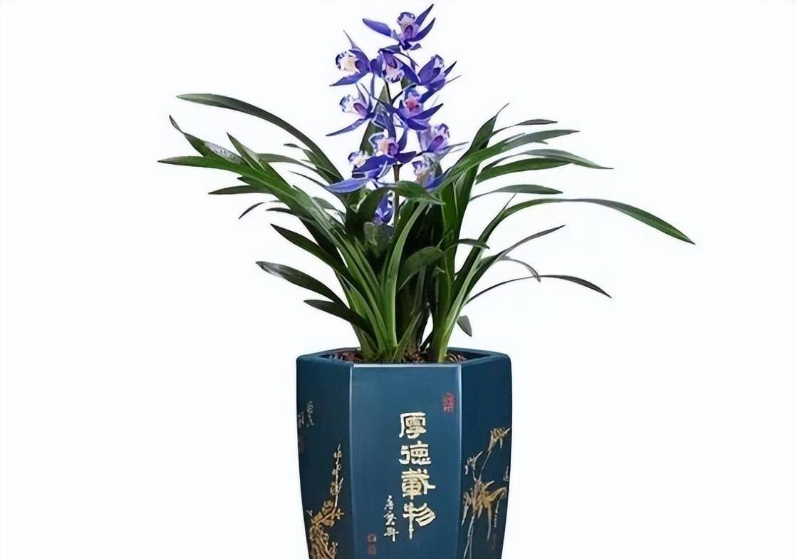 选一盆"蓝"四季兰,优雅大气,花开后仙气十足_兰花_蓝宝石_香味