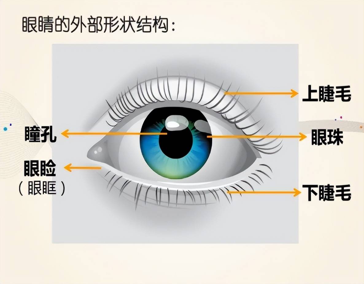 而塑形鏡在眼睛內最多能移動到結膜囊內,是無法