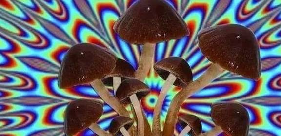 去最美的云南,吃最野的菌子,看最酷炫的小人?活着不好吗?