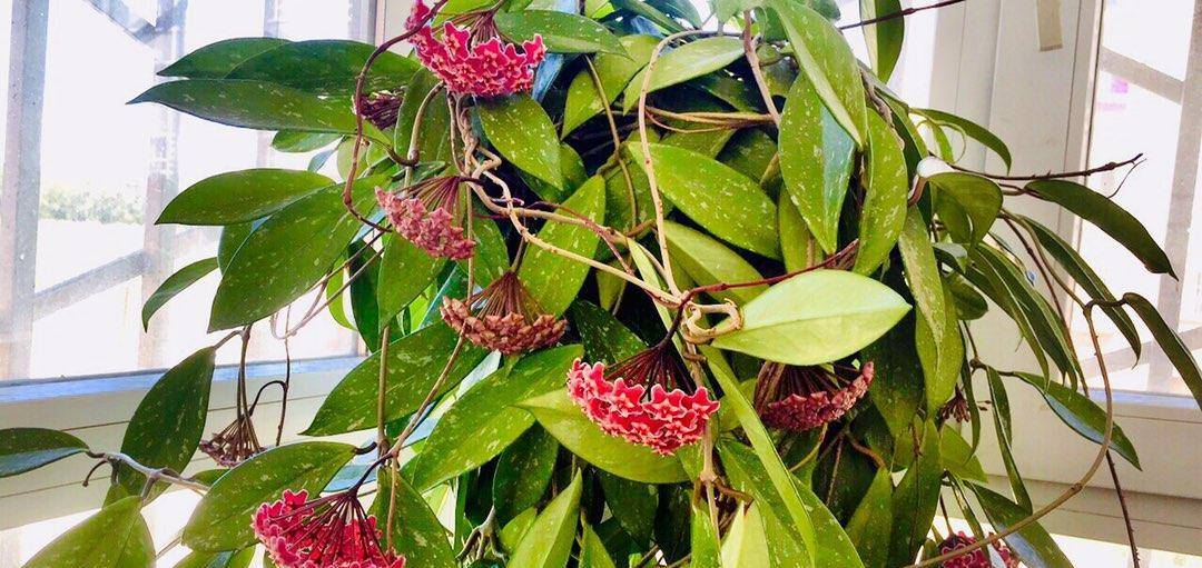 优秀室内盆栽花—银粉球兰,耐阴又好养,开花勤奋,花朵又美又香_种植