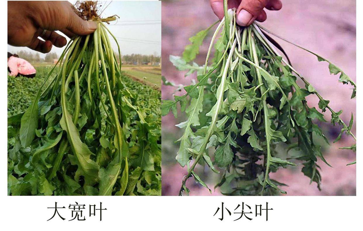 买荠菜时,要分清"小尖叶"和"大宽叶",差别挺大,买错不好吃_饺子_开花