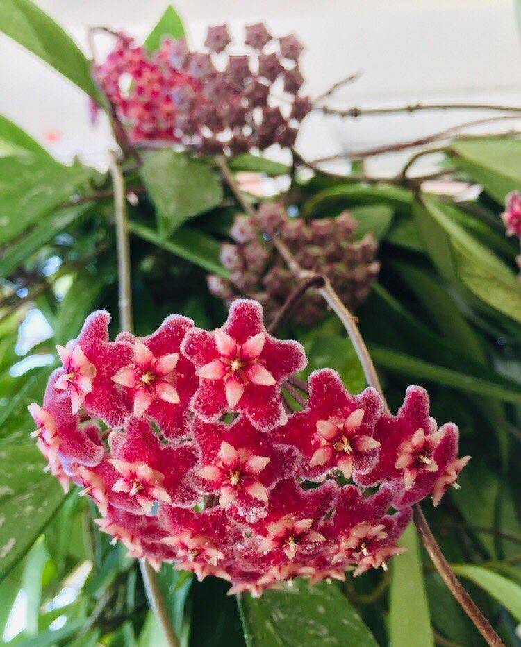 优秀室内盆栽花—银粉球兰,耐阴又好养,开花勤奋,花朵又美又香_种植