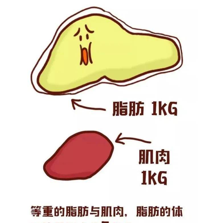 脂肪合成过程中