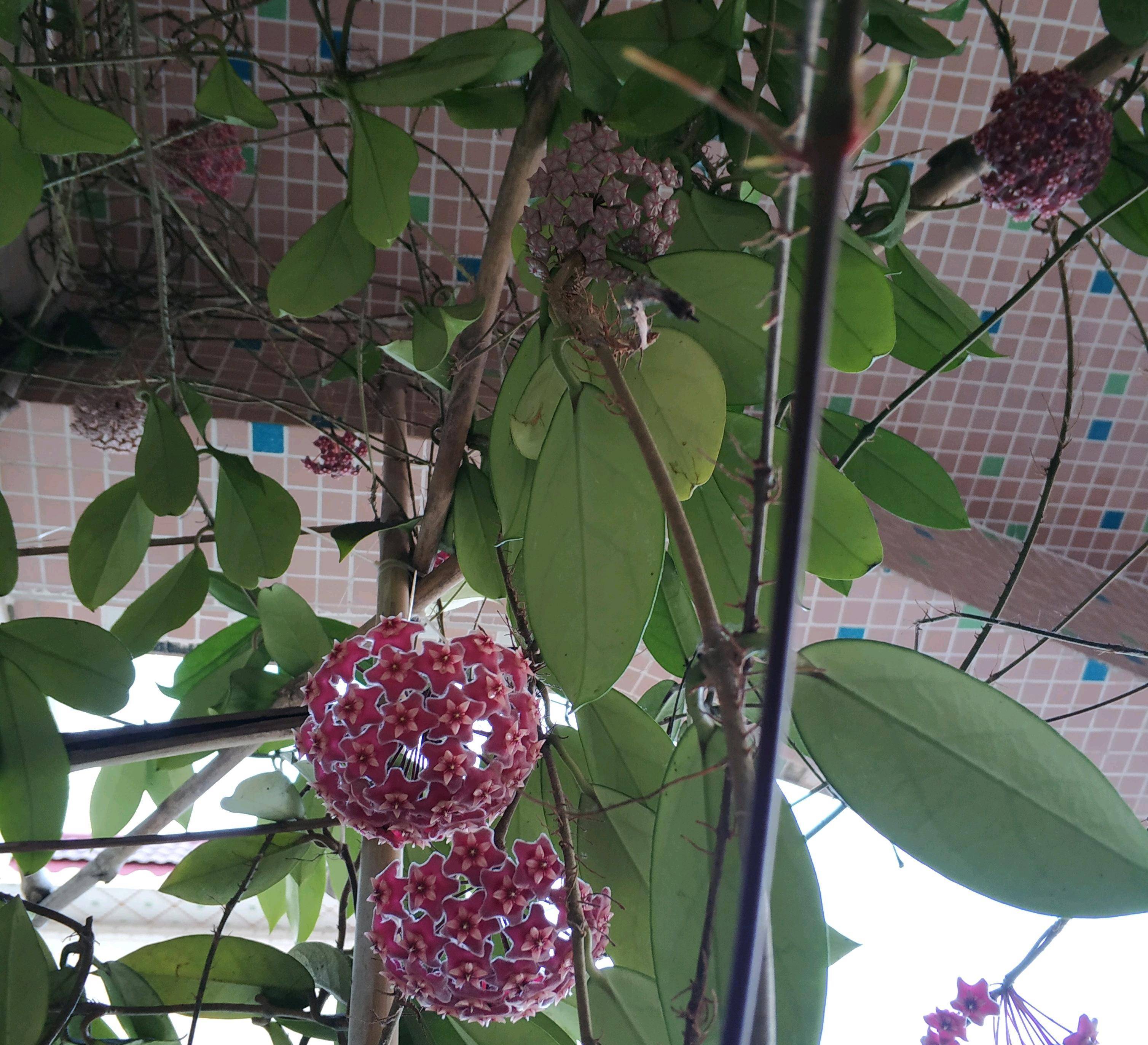 优秀室内盆栽花—银粉球兰,耐阴又好养,开花勤奋,花朵又美又香_种植