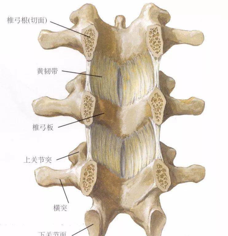 椎体黄韧带位置解剖图图片