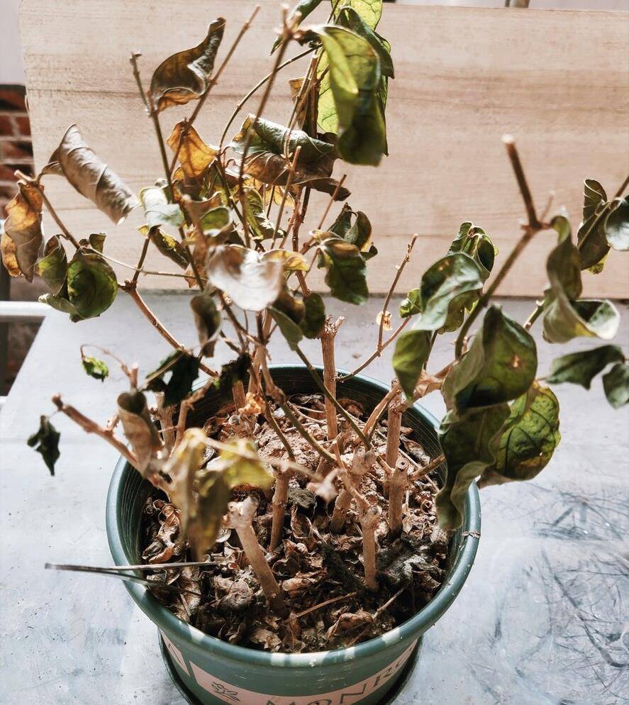 天气热,要当"水牛"养的6种花,"喝饱"水爱开花,缺水易枯萎_栀子花_夏天