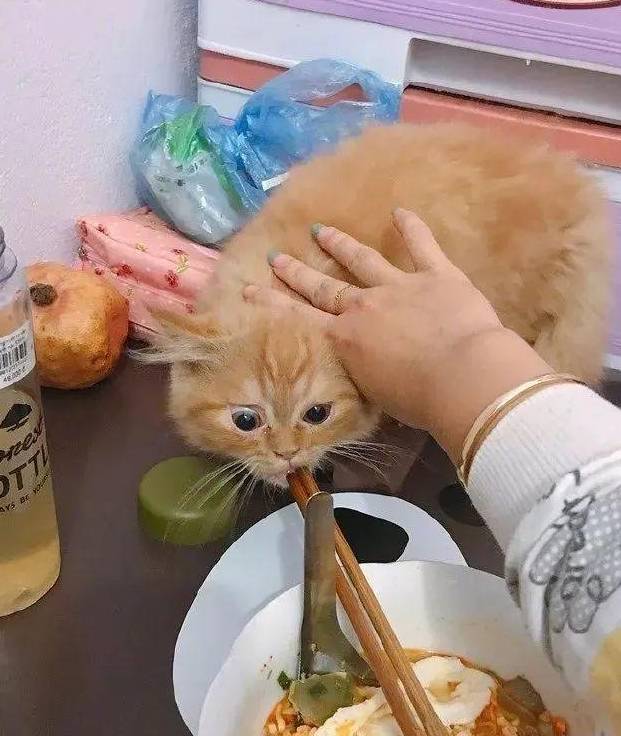 养猫之后,吃饭竟然变成了一件难事?_猫咪_东西_时候