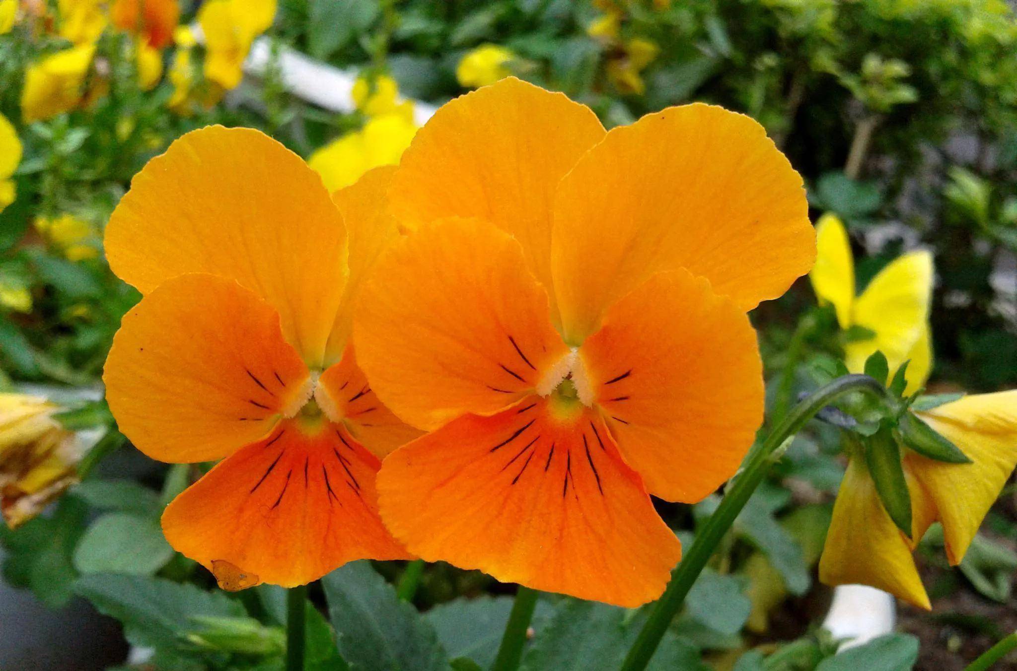 橙色的花开植物(中):心想事橙,朵朵娇艳_图片_网络_开花